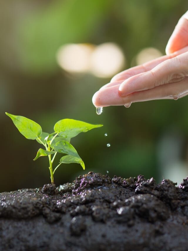 The Joy of Gardening: Cultivating Beauty and Wellness